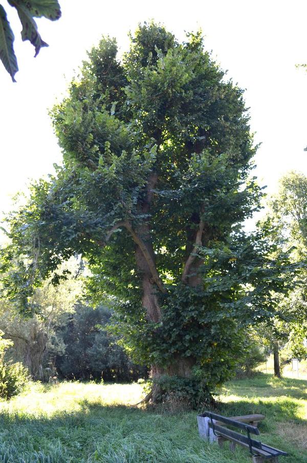 Kusslinde Eichholz