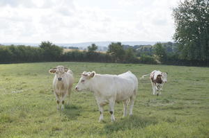 Das Foto zeigt eine Weidefläche die im hinteren Bereich von Büchen und Bäumen eingefasst ist. Drei weiß braune Rinder sind auf der Weide zu sehen.