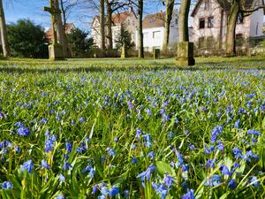 Auf einer Wiese des Ehrenfriedhofes wachsen im Frühjahr Blausterne zwischen den alten Gedenksteinen..