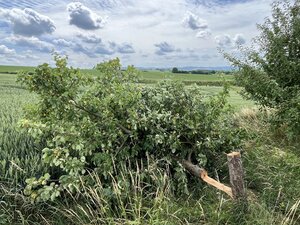 Ein gef&auml;llter Baum liegt am Rande eines Feldes auf dem Boden.